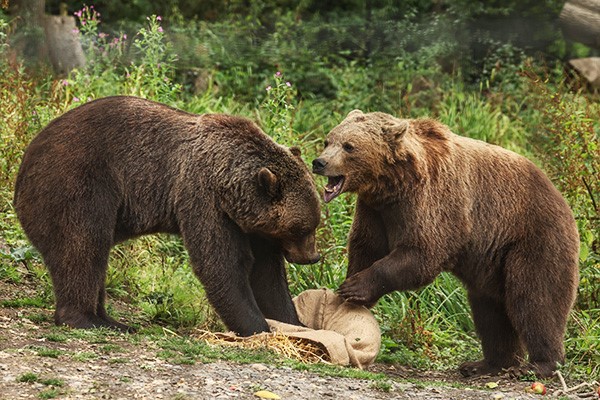 Port Lympne Reserve BAG 2