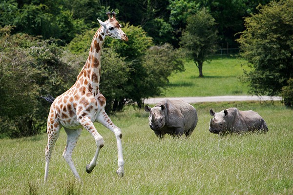 Port Lympne Reserve BAG 3