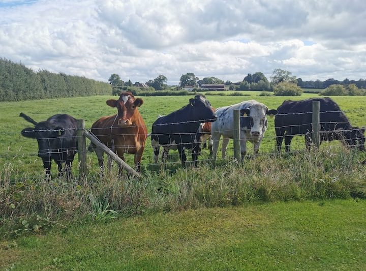 f0e78b37 faed 4af6 8494 e381b8bcf262