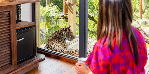 Parrot World – Les Lodges